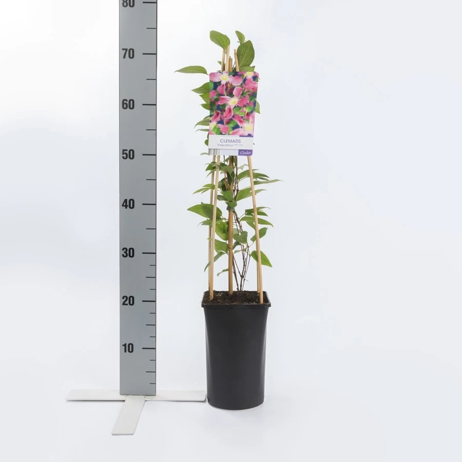 Bosrank (Clematis 'Inspiration') 2 Bosrank (Clematis 'Inspiration') - Afbeelding 2