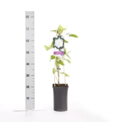 Bosrank (Clematis 'Jackmanii Alba') -Aanbiedingen Hortus Groei Winkel clematis jackmanii alba 2