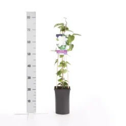 Bosrank (Clematis 'Madame Le Coultre') -Aanbiedingen Hortus Groei Winkel clematis madame le coultre 2
