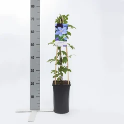 Bosrank (Clematis 'Mrs Cholmondeley') 10 Bosrank (Clematis 'Mrs Cholmondeley') -Aanbiedingen Hortus Groei Winkel clematis mrs. cholmondeley