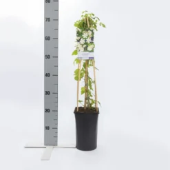 Bosrank (Clematis 'Paul Farges') -Aanbiedingen Hortus Groei Winkel clematis paul farges