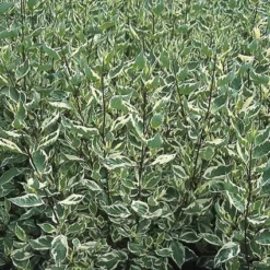 Bonte Kornoelje (Cornus Alba 'Elegantissima') -Aanbiedingen Hortus Groei Winkel coaelega 3