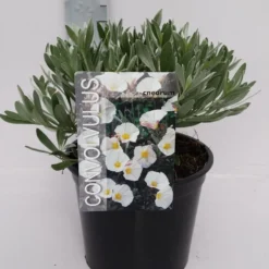 Zilverwinde (Convolvulus Cneorum ) -Aanbiedingen Hortus Groei Winkel convolvulus 10 6