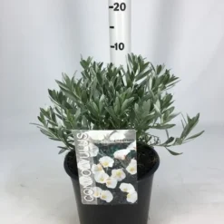 Zilverwinde (Convolvulus Cneorum ) -Aanbiedingen Hortus Groei Winkel convolvulus 26 06
