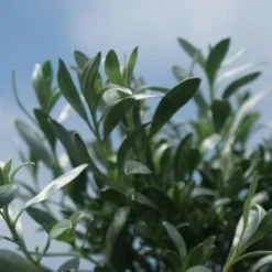Zilverwinde (Convolvulus Cneorum ) -Aanbiedingen Hortus Groei Winkel convolvulus cneorum 1