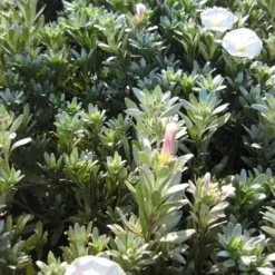 Zilverwinde (Convolvulus Cneorum ) -Aanbiedingen Hortus Groei Winkel convolvulus cneorum c3 okt 1