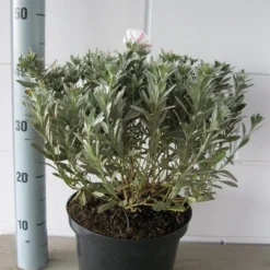 Zilverwinde (Convolvulus Cneorum ) -Aanbiedingen Hortus Groei Winkel convolvulus cneorum c5 oktober 2