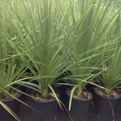 Cordyline (Cordyline Australis) -Aanbiedingen Hortus Groei Winkel cordyline australis