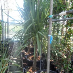 Cordyline (Cordyline Australis) -Aanbiedingen Hortus Groei Winkel cordyline australis 150 175 cont