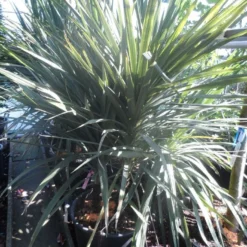 Cordyline (Cordyline Australis) -Aanbiedingen Hortus Groei Winkel cordyline australis 175 200 meerstammig