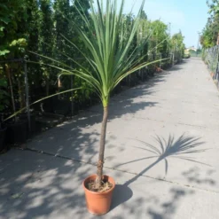 Cordyline (Cordyline Australis) -Aanbiedingen Hortus Groei Winkel cordyline australis c10