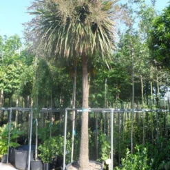 Cordyline (Cordyline Australis) -Aanbiedingen Hortus Groei Winkel cordyline australis solitair 250stam