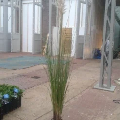 Pampasgras (Cortaderia Selloana 'Senior') 5 Pampasgras (Cortaderia Selloana 'Senior') -Aanbiedingen Hortus Groei Winkel cortaderia senior 2