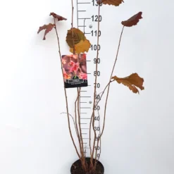 Hazelaar/Hazelnoot (Corylus Avellana 'Rode Zellernoot') -Aanbiedingen Hortus Groei Winkel corylus rode zellernoot c10 v01