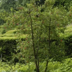 Chileense Lantaarnboom (Crinodendron Hookerianum) -Aanbiedingen Hortus Groei Winkel crinodendron