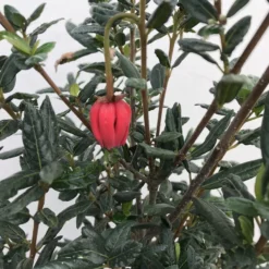 Chileense Lantaarnboom (Crinodendron Hookerianum) -Aanbiedingen Hortus Groei Winkel crinodendron hookerianum c20 1 1