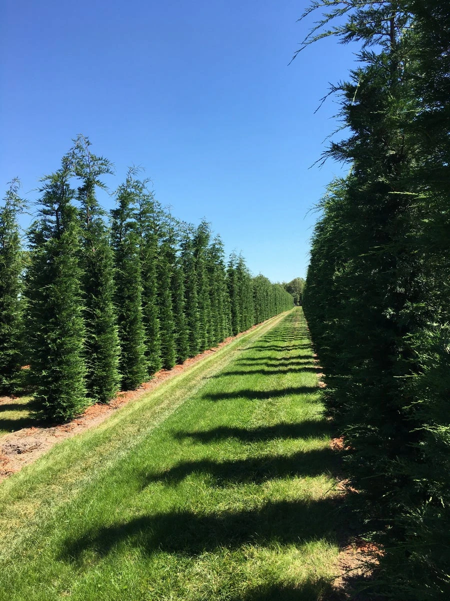 Grote Snelgroeiende Conifeer (Cupressocyparis Leylandii) 1 Grote Snelgroeiende Conifeer (Cupressocyparis Leylandii)