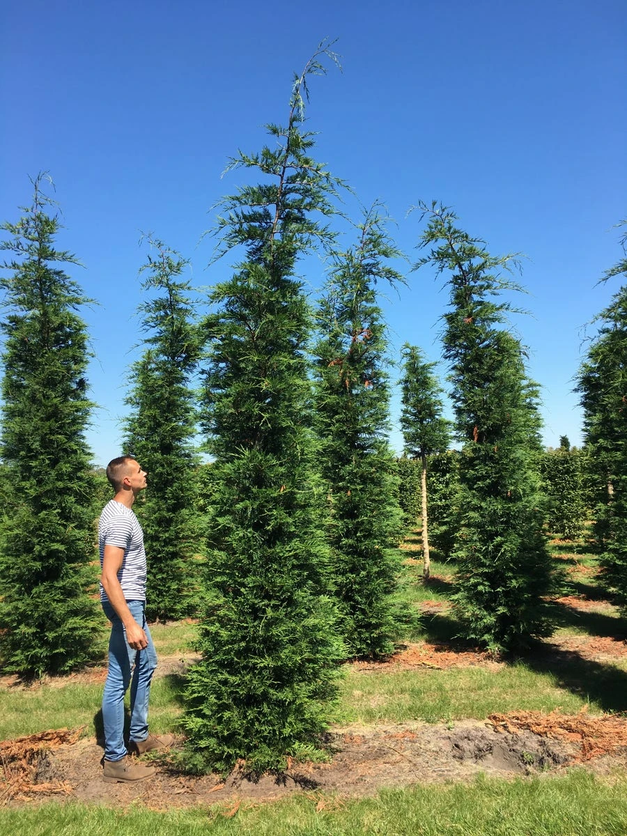 Grote Snelgroeiende Conifeer (Cupressocyparis Leylandii) 2 Grote Snelgroeiende Conifeer (Cupressocyparis Leylandii) - Afbeelding 2