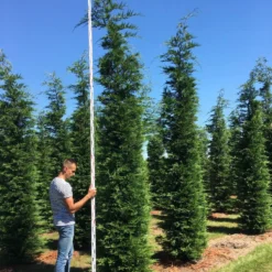 Grote Snelgroeiende Conifeer (Cupressocyparis Leylandii) 8 Grote Snelgroeiende Conifeer (Cupressocyparis Leylandii) -Aanbiedingen Hortus Groei Winkel cup leijlandii 450500 1