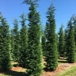 Grote Snelgroeiende Conifeer (Cupressocyparis Leylandii) 9 Grote Snelgroeiende Conifeer (Cupressocyparis Leylandii) -Aanbiedingen Hortus Groei Winkel cup leijlandii 500550 1