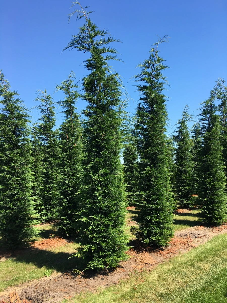 Grote Snelgroeiende Conifeer (Cupressocyparis Leylandii) 4 Grote Snelgroeiende Conifeer (Cupressocyparis Leylandii) - Afbeelding 4