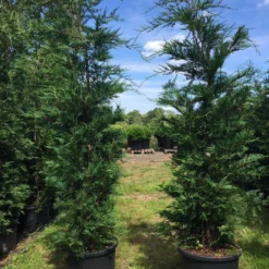 Grote Snelgroeiende Conifeer (Cupressocyparis Leylandii) 10 Grote Snelgroeiende Conifeer (Cupressocyparis Leylandii) -Aanbiedingen Hortus Groei Winkel cupressocyparis lelandii h200 250 1 1
