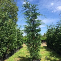 Grote Snelgroeiende Conifeer (Cupressocyparis Leylandii) 11 Grote Snelgroeiende Conifeer (Cupressocyparis Leylandii) -Aanbiedingen Hortus Groei Winkel cupressocyparis lelandii h250 300 3 1