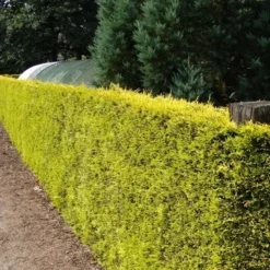 Gele Haagconifeer (Cupressocyparis Leylandii 'Gold Rider') -Aanbiedingen Hortus Groei Winkel cupressocyparis leylandii gold rider