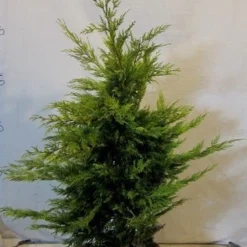 Gele Haagconifeer (Cupressocyparis Leylandii 'Gold Rider') -Aanbiedingen Hortus Groei Winkel cupressulgoldrider080 100