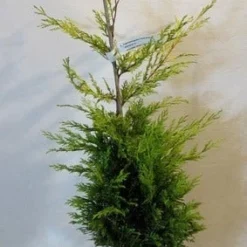 Gele Haagconifeer (Cupressocyparis Leylandii 'Gold Rider') -Aanbiedingen Hortus Groei Winkel cupressulgoldrider80 100c3