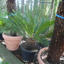 Cycaspalm (Cycas Revoluta) -Aanbiedingen Hortus Groei Winkel cycas revoluta 100 125 c50