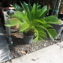 Cycaspalm (Cycas Revoluta) -Aanbiedingen Hortus Groei Winkel cycas revoluta 40 50 c10