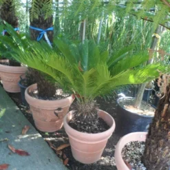 Cycaspalm (Cycas Revoluta) -Aanbiedingen Hortus Groei Winkel cycas revoluta 60 80 c50