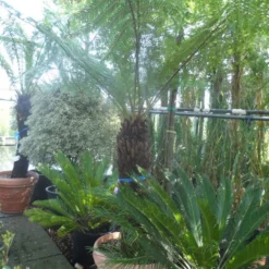Grote Boomvaren (Dicksonia Antarctica) 22 Grote Boomvaren (Dicksonia Antarctica) -Aanbiedingen Hortus Groei Winkel dicksonia antarctica 100 120stam 1