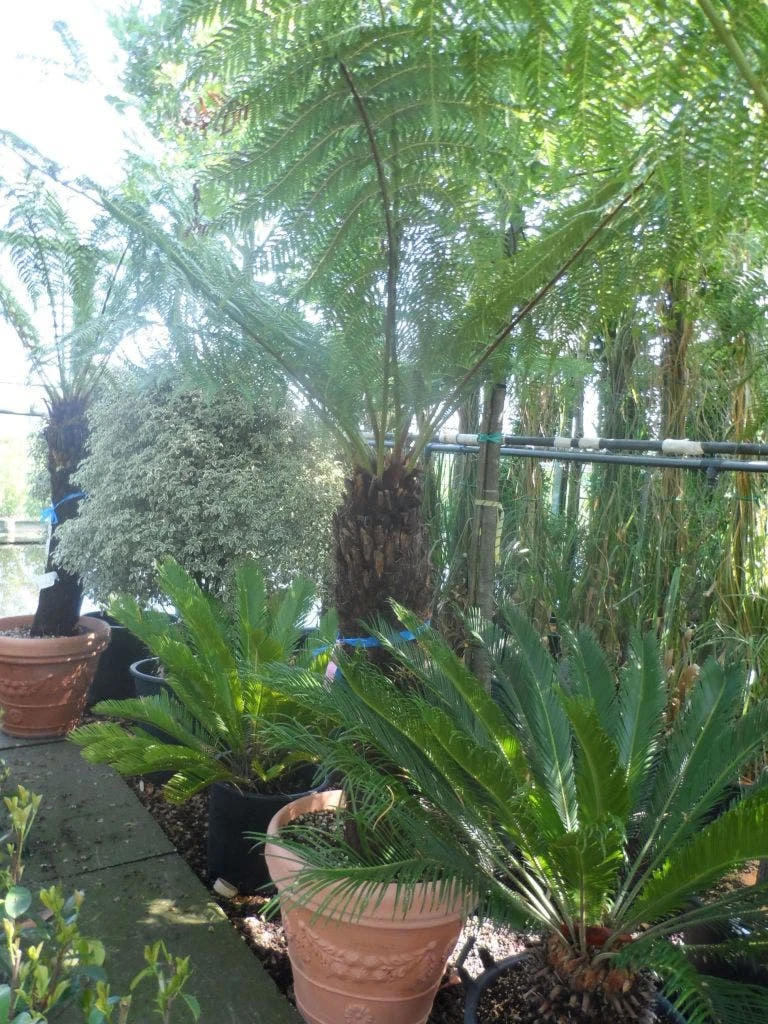 Grote Boomvaren (Dicksonia Antarctica) 9 Grote Boomvaren (Dicksonia Antarctica) - Afbeelding 9