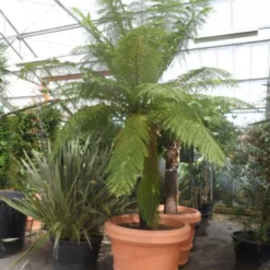 Boomvaren (Dicksonia Antarctica) -Aanbiedingen Hortus Groei Winkel dicksonia antarctica 160stam extra