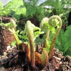 Boomvaren (Dicksonia Antarctica) -Aanbiedingen Hortus Groei Winkel dicksonia antarctica 3