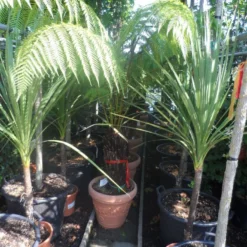 Grote Boomvaren (Dicksonia Antarctica) -Aanbiedingen Hortus Groei Winkel dicksonia antarctica 40stam cont. 1 1