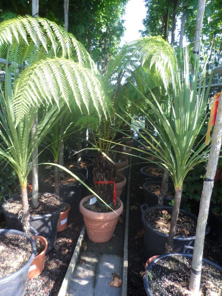 Grote Boomvaren (Dicksonia Antarctica) 8 Grote Boomvaren (Dicksonia Antarctica) - Afbeelding 8