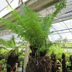 Boomvaren (Dicksonia Antarctica) -Aanbiedingen Hortus Groei Winkel dicksonia antarctica 4