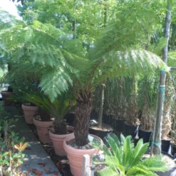 Boomvaren (Dicksonia Antarctica) -Aanbiedingen Hortus Groei Winkel dicksonia antarctica 70 80stam