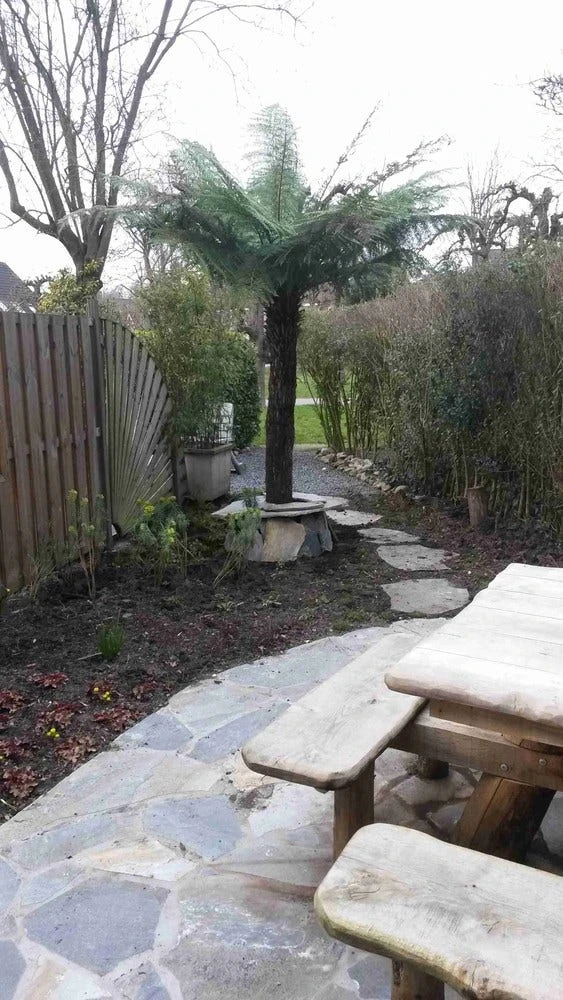 Grote Boomvaren (Dicksonia Antarctica) 11 Grote Boomvaren (Dicksonia Antarctica) - Afbeelding 11