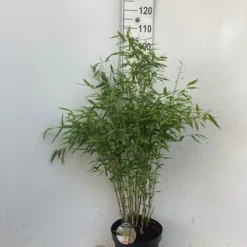 Niet Woekerende Bamboe (Fargesia 'Dino') -Aanbiedingen Hortus Groei Winkel dino c10 1