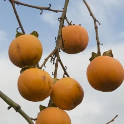 Aanbiedingen Hortus Groei Winkel -Aanbiedingen Hortus Groei Winkel diospyros kaki02