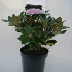 Dwergrhododendron (Rhododendron 'Dreamland') -Aanbiedingen Hortus Groei Winkel dreamland c4 voor