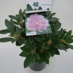 Dwergrhododendron (Rhododendron 'Dreamland') -Aanbiedingen Hortus Groei Winkel dreamland c4 zij