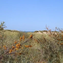 Duindoorn (Hippophae Rhamnoides) 10 Duindoorn (Hippophae Rhamnoides) -Aanbiedingen Hortus Groei Winkel duindoorn 1