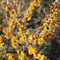 Duindoorn (Hippophae Rhamnoides) 13 Duindoorn (Hippophae Rhamnoides) -Aanbiedingen Hortus Groei Winkel duindoorn 4