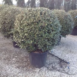 Olijfwilg Als Bol (Elaeagnus Ebbingei 'Compacta') -Aanbiedingen Hortus Groei Winkel elaeagnus ebbingei 100 110cm bol 1