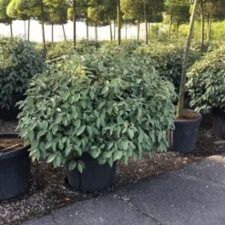 Olijfwilg Als Bol (Elaeagnus Ebbingei 'Compacta') -Aanbiedingen Hortus Groei Winkel elaeagnus ebbingei 100cm bol 1